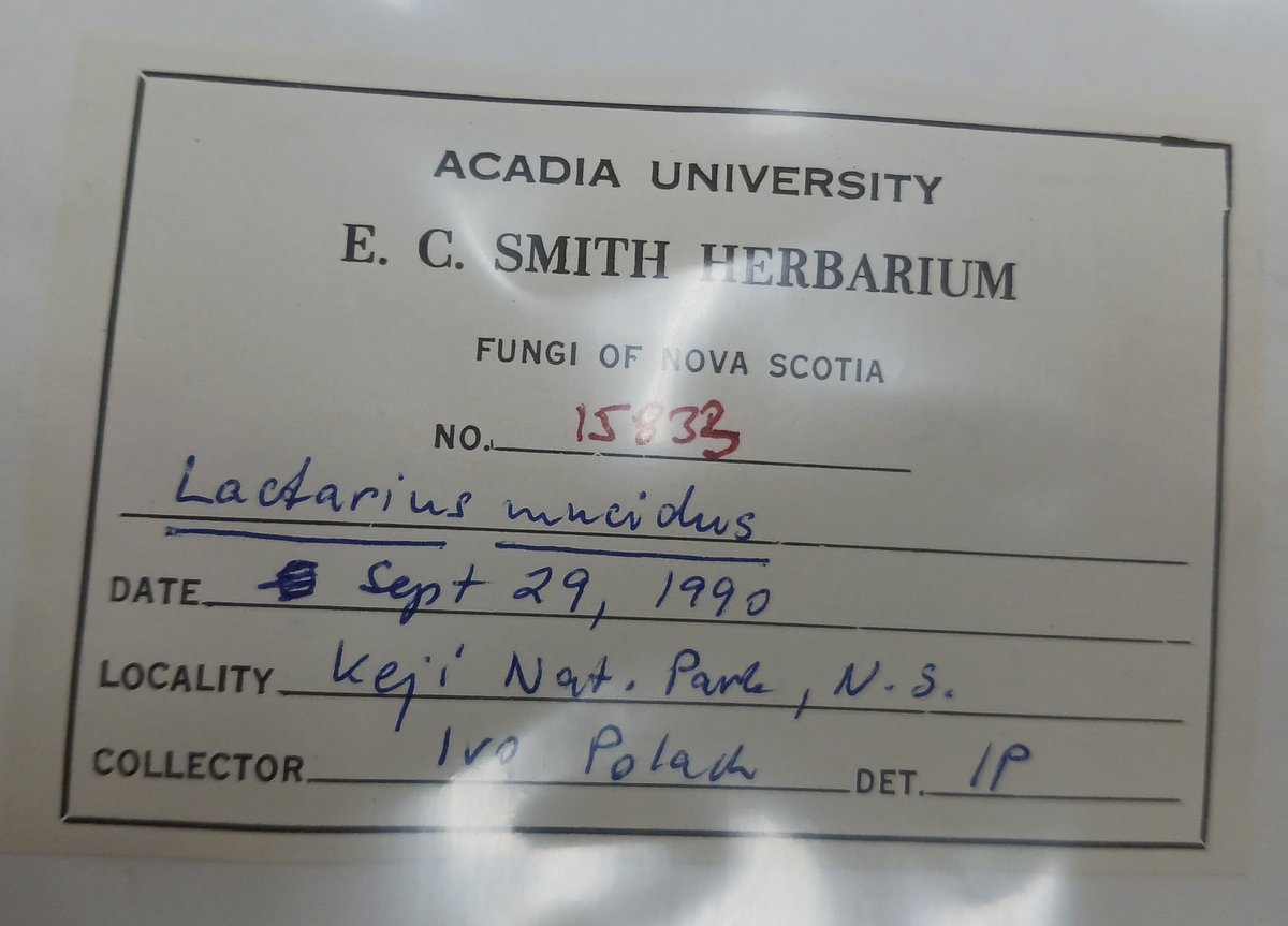 FungalDreamTeam's tweet photo. Heck yes it's a #mycology meeting in the @ECSHerbarium @IrvingCentre planning upcoming student field &amp; sequencing work!🇨🇦🍄👩‍💻🧑‍🔬#BiodiversityCollections #InvaluableResource #ACAD @ParksCanada_NS @AcadiaU @NSERC_CRSNG #Kejimkujik https://t.co/GjNwxSObFy