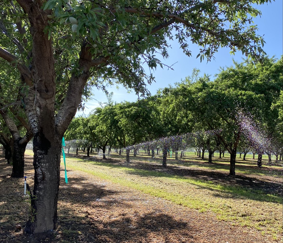 Luke Milliron (@millironluke) on Twitter photo Next Thursday June 23 at 8:30 AM: Almond Variety Trial & Irrigation Management Demonstration at the Butte County trial site (CSU Chico Farm). sacvalleyorchards.com/event/almond-v…
To wet your apetite, an encore #growingthevalleypodcast episode on the variety trial: growingthevalleypodcast.com/podcastfeed/ra… Next Thursday June 23 at 8:30 AM: Almond Variety Trial & Irrigation Management Demonstration at the Butte County trial site (CSU Chico Farm). sacvalleyorchards.com/event/almond-v…
To wet your apetite, an encore #growingthevalleypodcast episode on the variety trial: growingthevalleypodcast.com/podcastfeed/ra…
