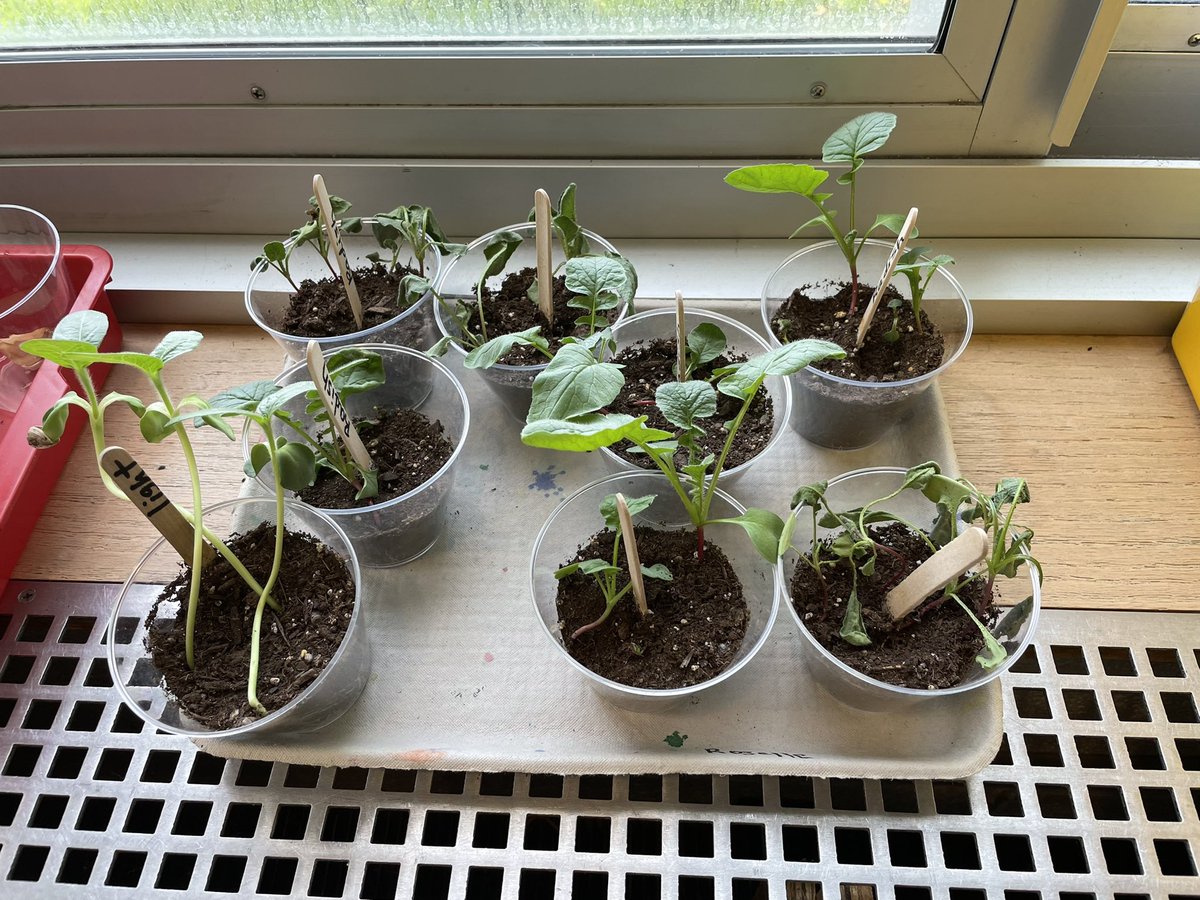 ObenTech's tweet image. Studying the needs of plants with Ms. Roselle! Studying radishes, garlic, and sunflowers with and without light @McelweeTami @OBENSchools