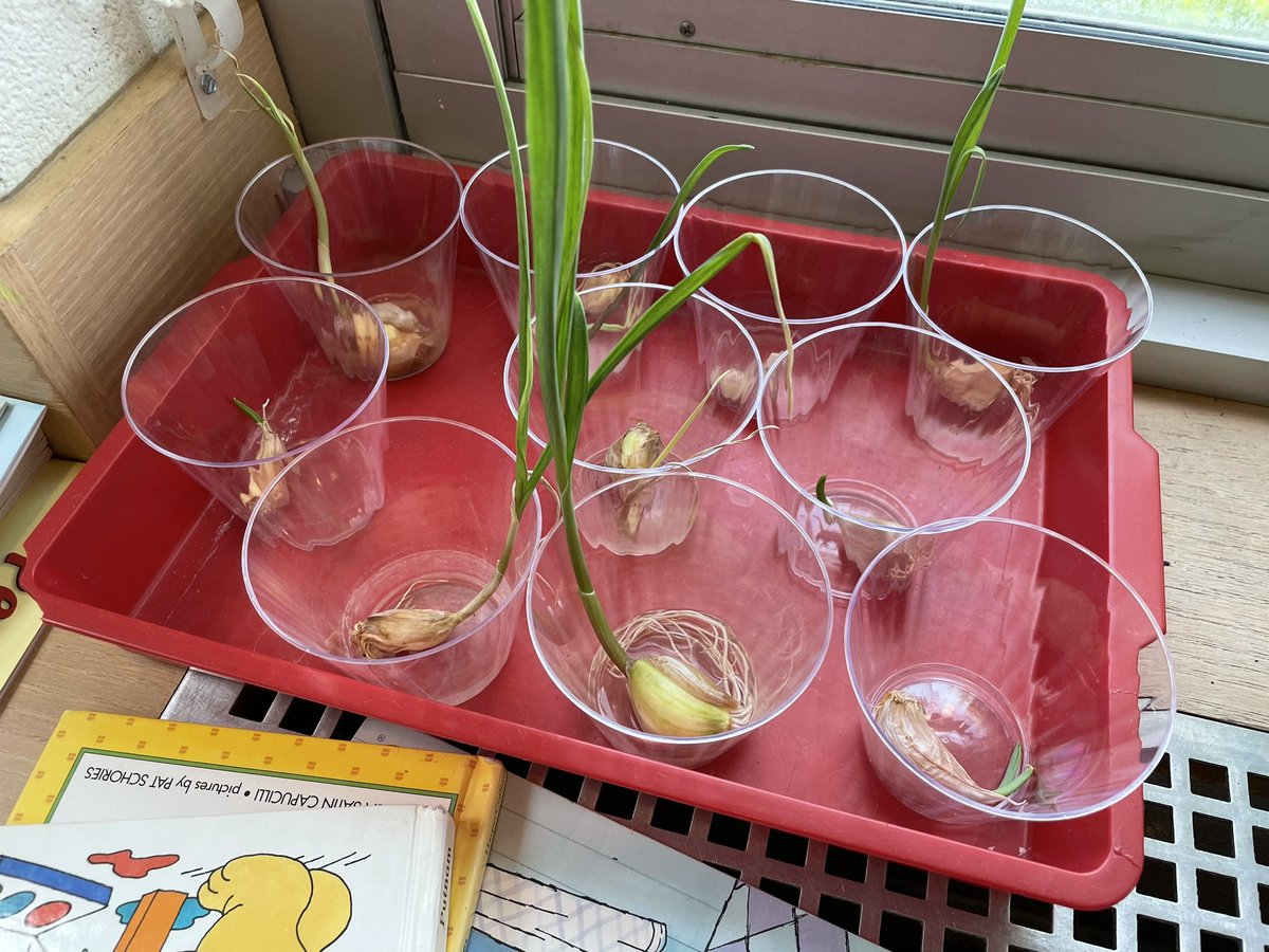 ObenTech's tweet image. Studying the needs of plants with Ms. Roselle! Studying radishes, garlic, and sunflowers with and without light @McelweeTami @OBENSchools