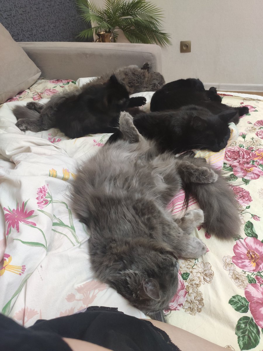 Устроила перерыв и мои коты пришли помогать смотреть серию