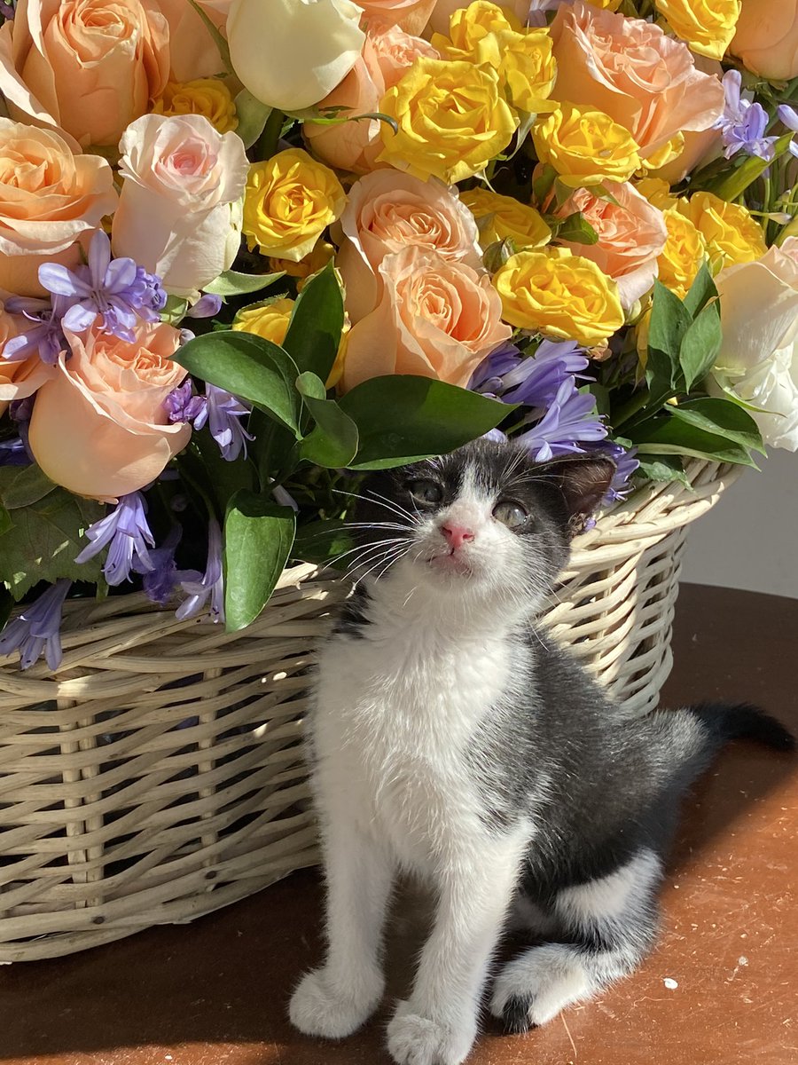 eyerik817's tweet photo. Hola plebes esta gatita llegó sola a mi trabajo, estoy buscándole un hogar donde la quieran mucho ya que yo no me la puedo quedar porque mi mamá es alérgica, la entregaré con un costalito de comida que ya le compré
RT pls❤️ https://t.co/EJmpsb4Nef