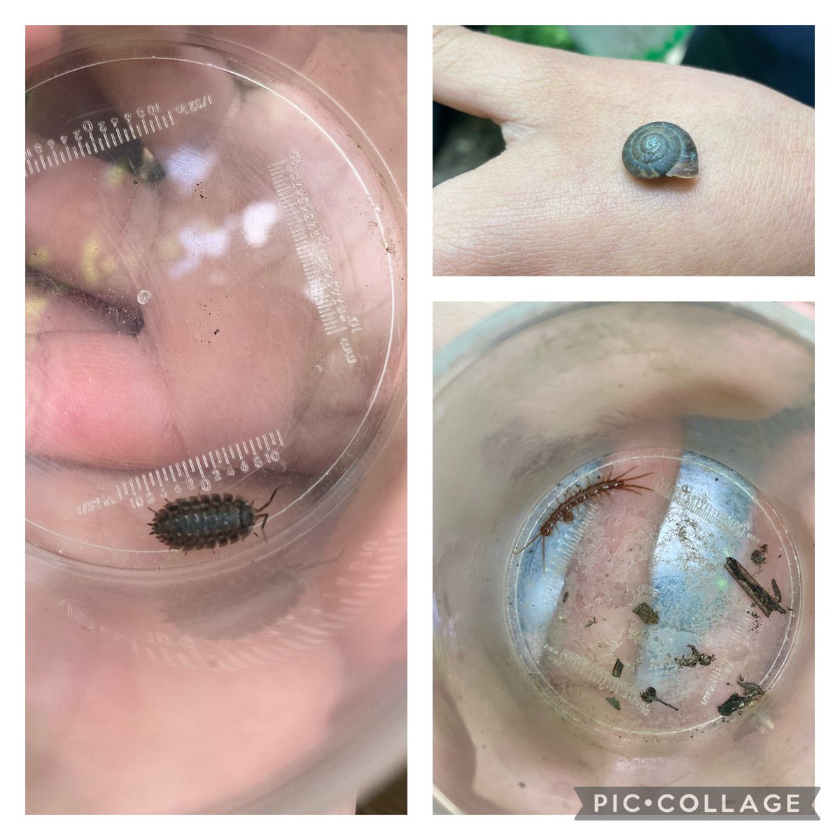 We would like to welcome Bramford Primary School into our Forest School project &amp; what a wonderful 1st session we had, exploring various habitats in their #forestschool area! We spotted lots of mini beasts, including a cucumber spider eating a ladybird!!! #outdoorlearning
