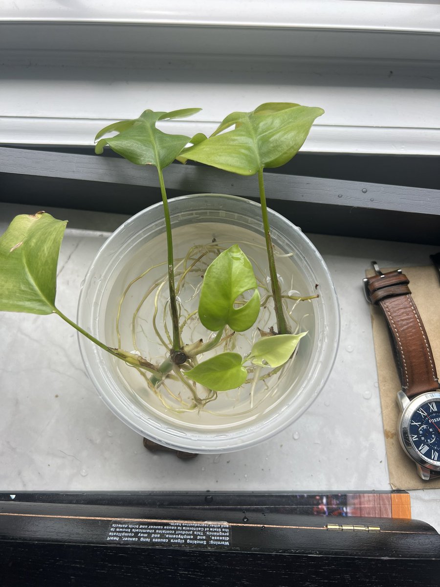 AITCHTML's tweet photo. So much growth. Time to pot it ✨ https://t.co/FiKw9JrcCp