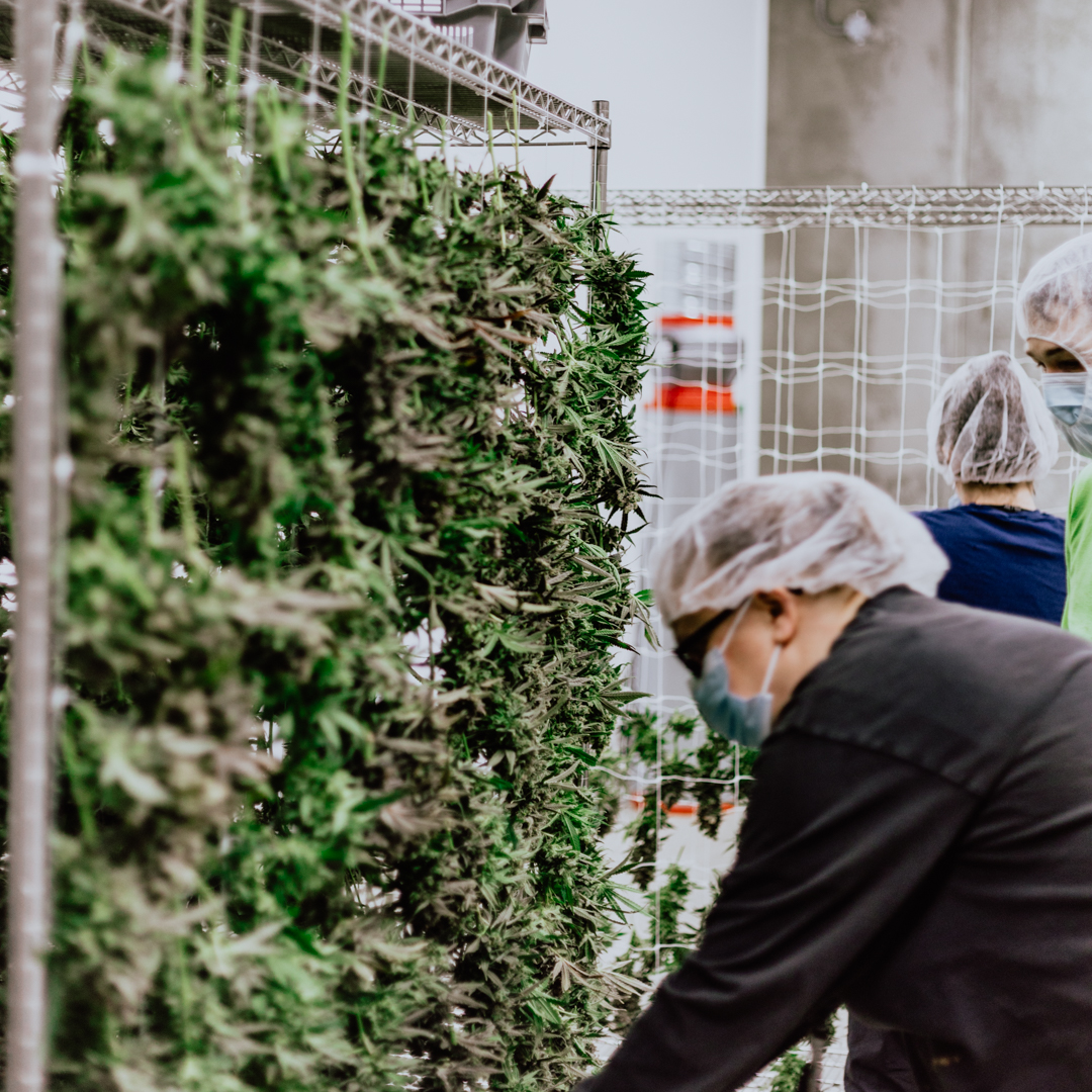 Tier1reserve's tweet photo. Handled with care. 👐

From propagation to packaging, all of our flower is handcrafted in Canada.
Shout out to the cultivators, our constant cleaning and sanitizing protocols have never been more important ❤️ 🌱

 #news #ontario #cannabisgrower #cannabiscanada #cannabisplant #ocs https://t.co/XECslkH8Lt