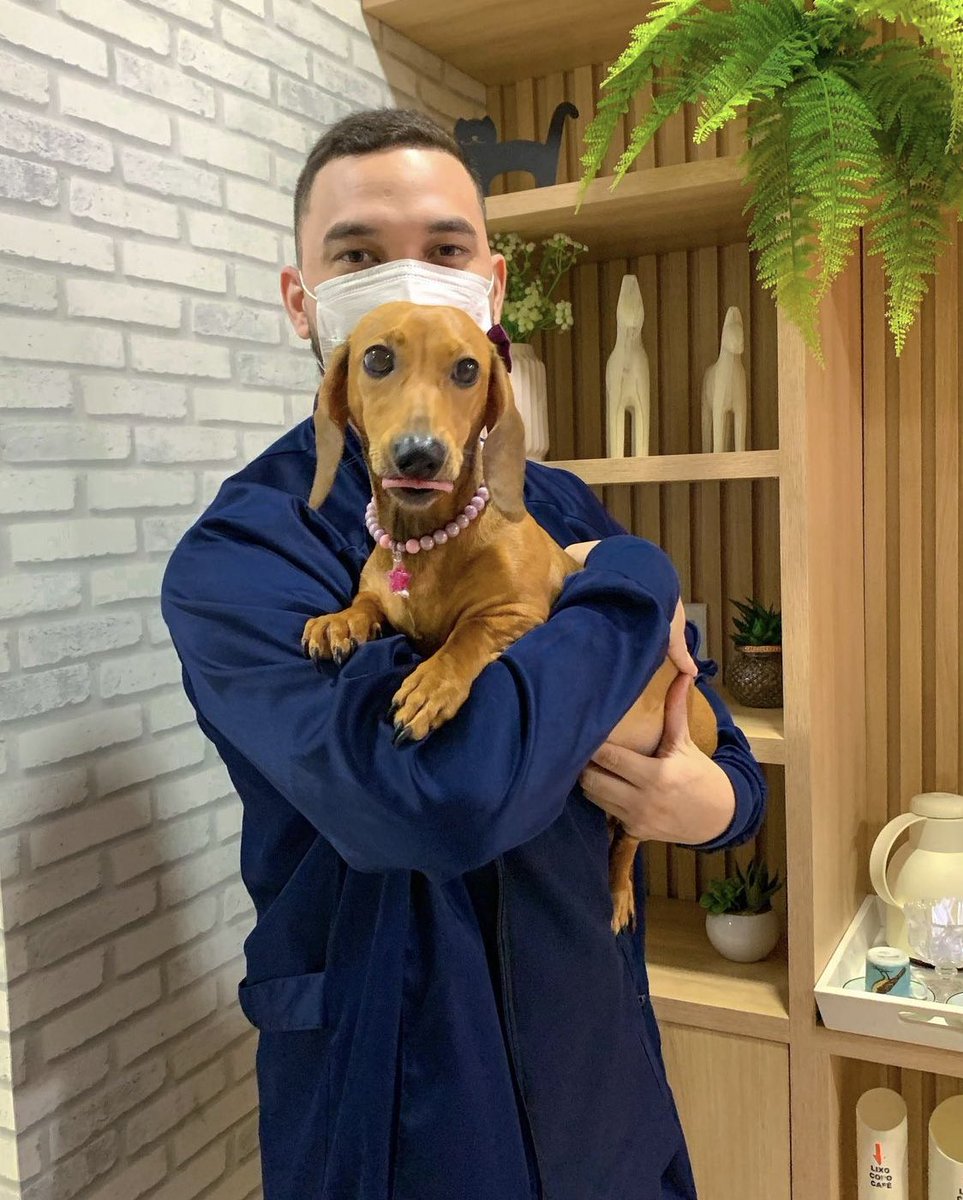_yasssmiin's tweet photo. As vezes eu olho pra Raika é nem eu acredito no quanto ela é lindinha, meu anjinho ❤️❤️❤️❤️❤️❤️❤️ @salsichinhas #salsichinhss #petlover #dog https://t.co/tx7XJmB4aL