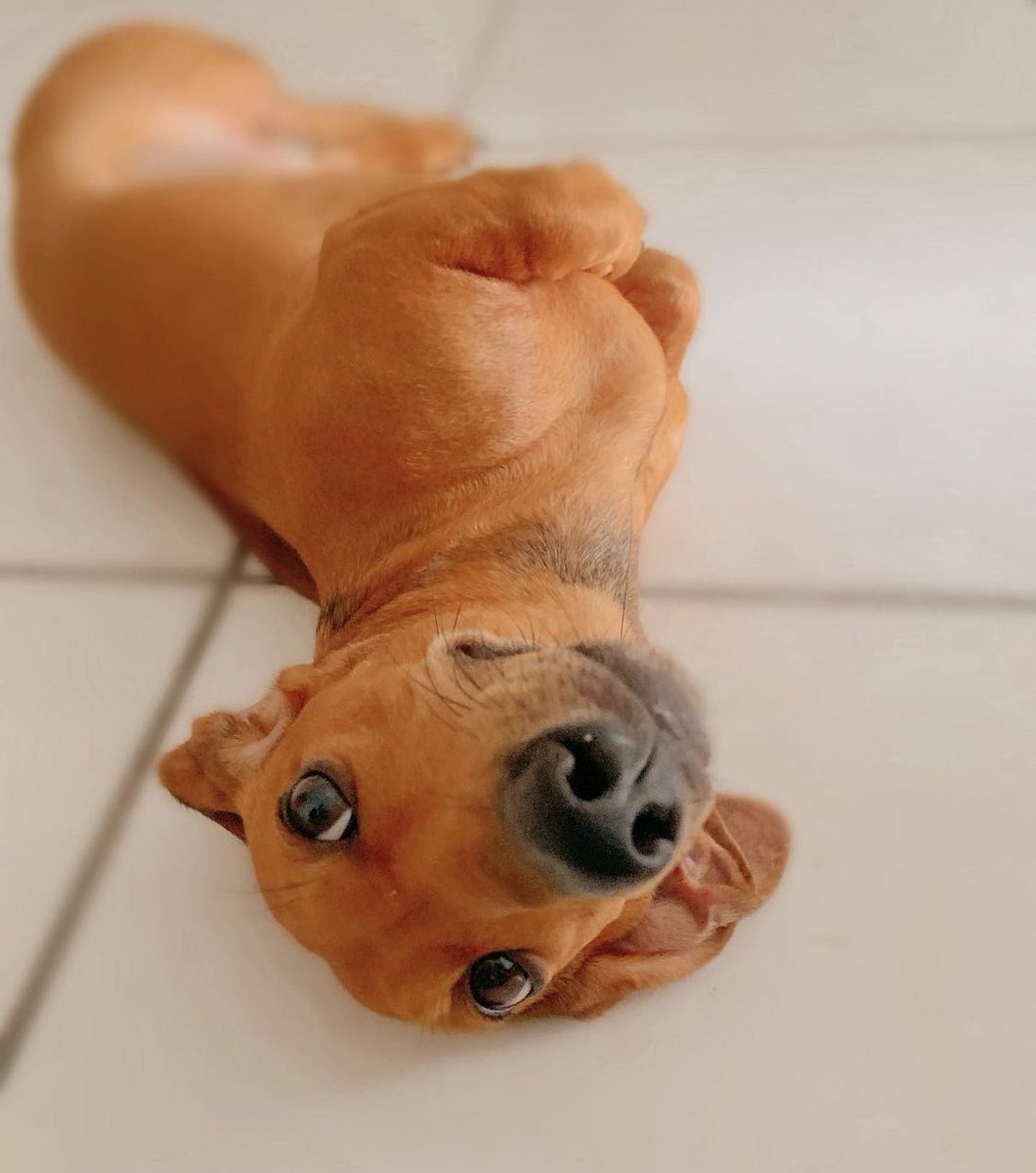 _yasssmiin's tweet photo. As vezes eu olho pra Raika é nem eu acredito no quanto ela é lindinha, meu anjinho ❤️❤️❤️❤️❤️❤️❤️ @salsichinhas #salsichinhss #petlover #dog https://t.co/tx7XJmB4aL