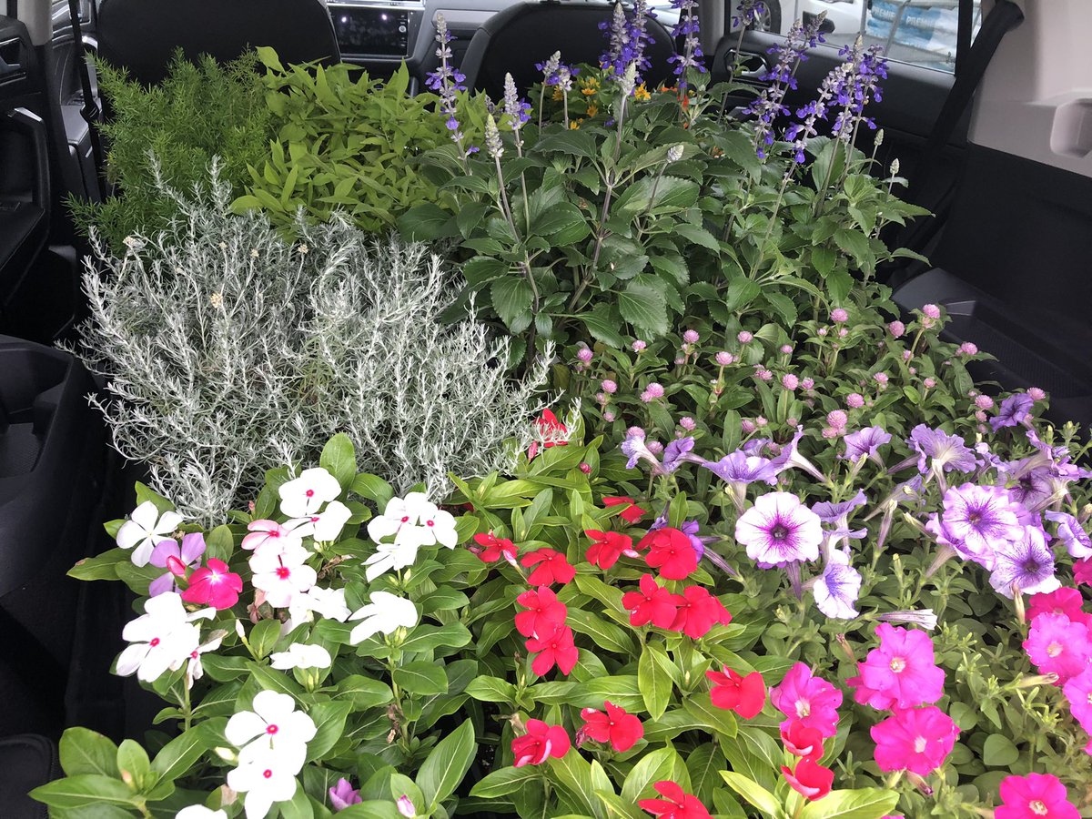 Fun plants for planters downtown Baltimore.  Color!  Yay!