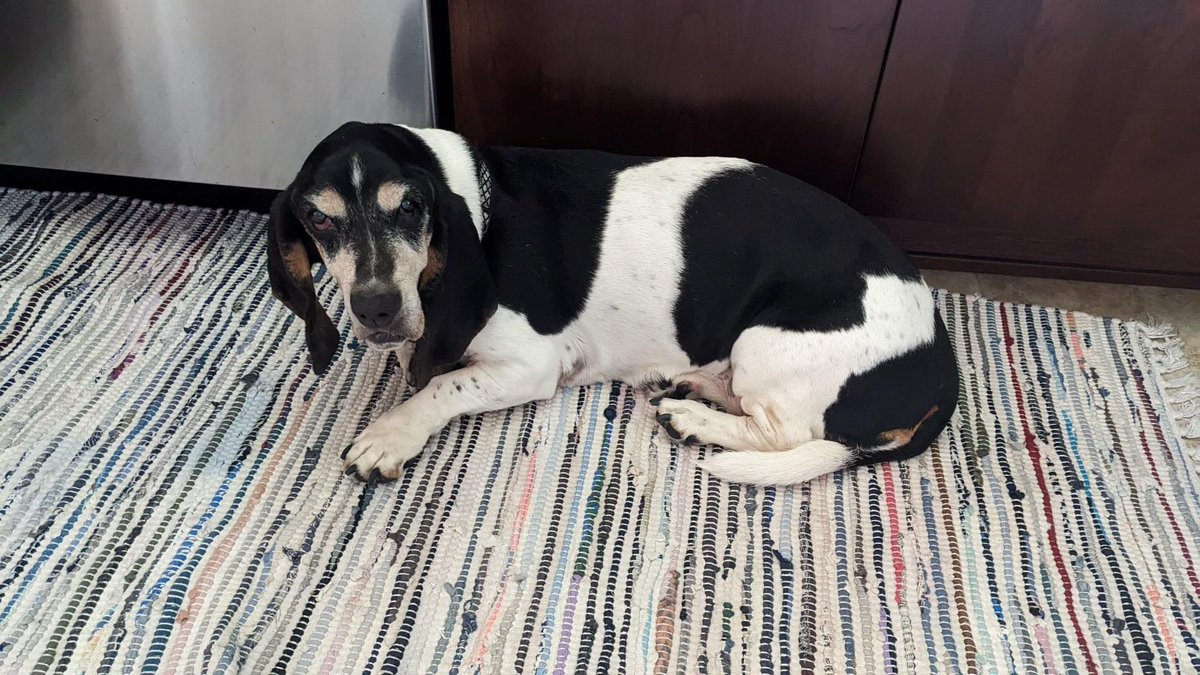 BROODva's tweet photo. Sweet Berta still needs a foster home. If you can help, please email foster@brood-va.org. https://t.co/1l3UDR9ZSq