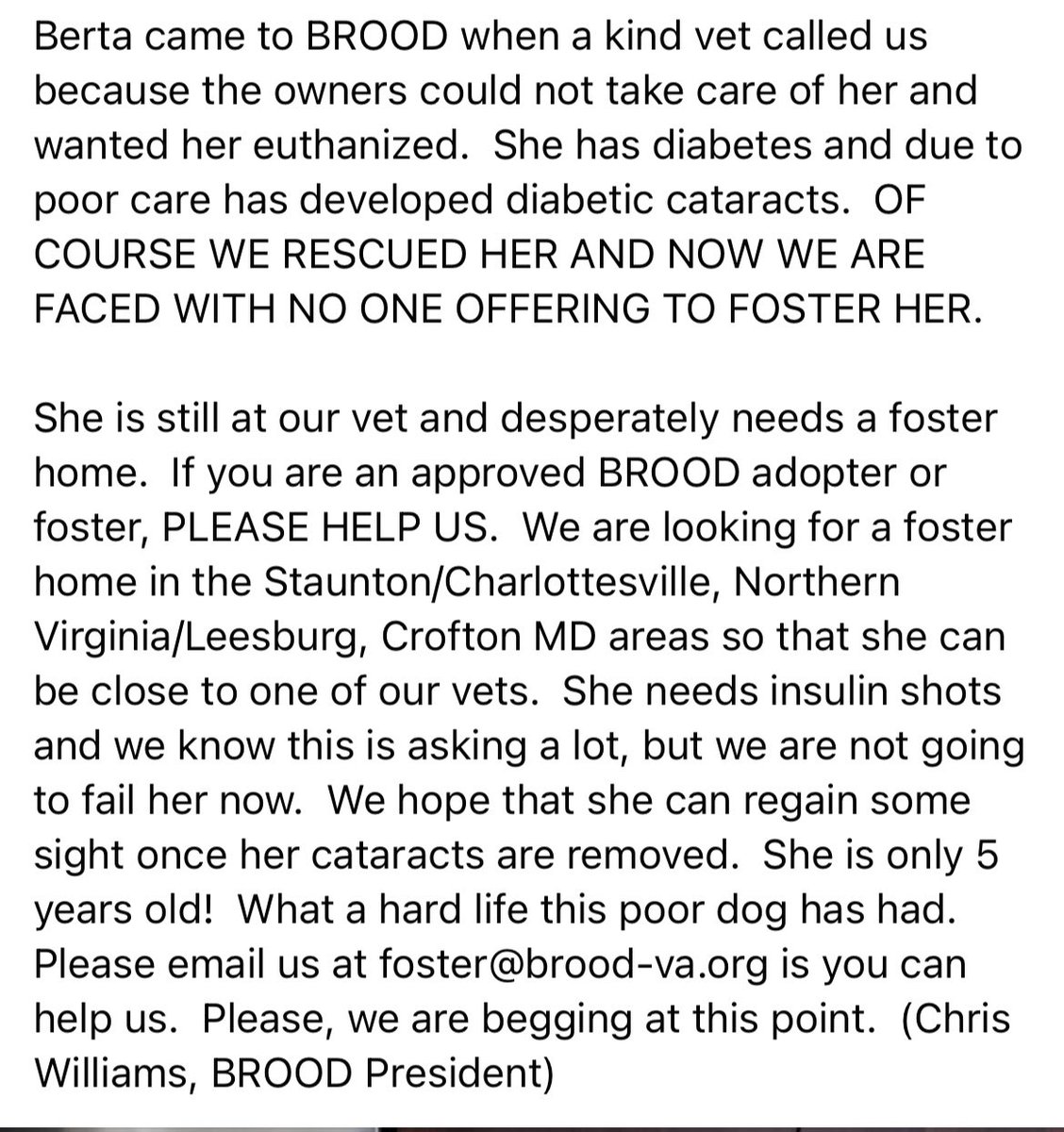 BROODva's tweet photo. Sweet Berta still needs a foster home. If you can help, please email foster@brood-va.org. https://t.co/1l3UDR9ZSq