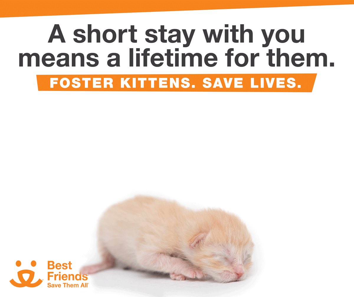 CandiceKumai's tweet photo. The past few years I’ve dedicated more time to ⁦@bestfriends⁩ Every year, thousands of kittens arrive at our nation’s animal shelters, and your help is needed to ensure every life is saved. Sign up today to foster! #SaveThemAll #Bfinspired Click Link
https://t.co/g4qWUGJ0JY https://t.co/g58XIpx2wm