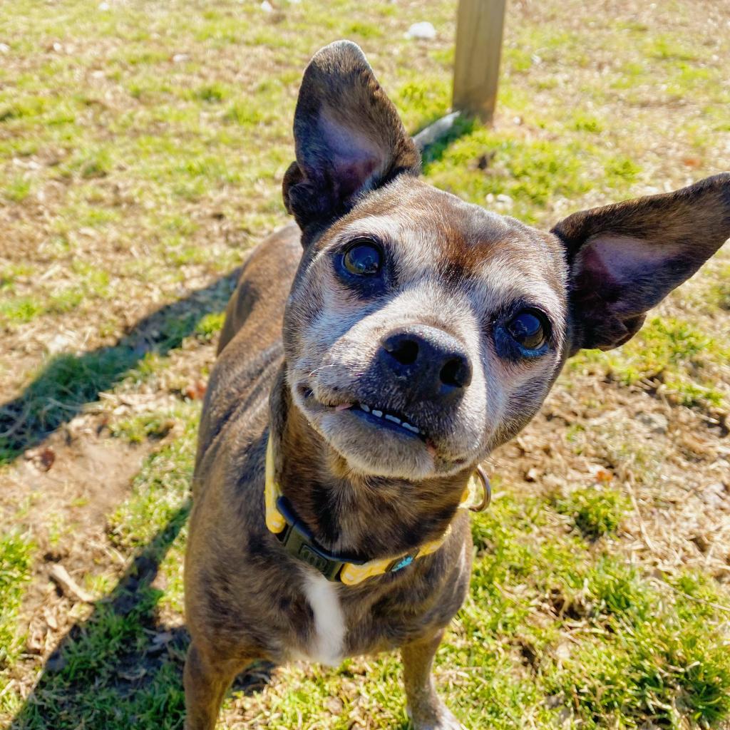 Humane Animal Partners tweet media