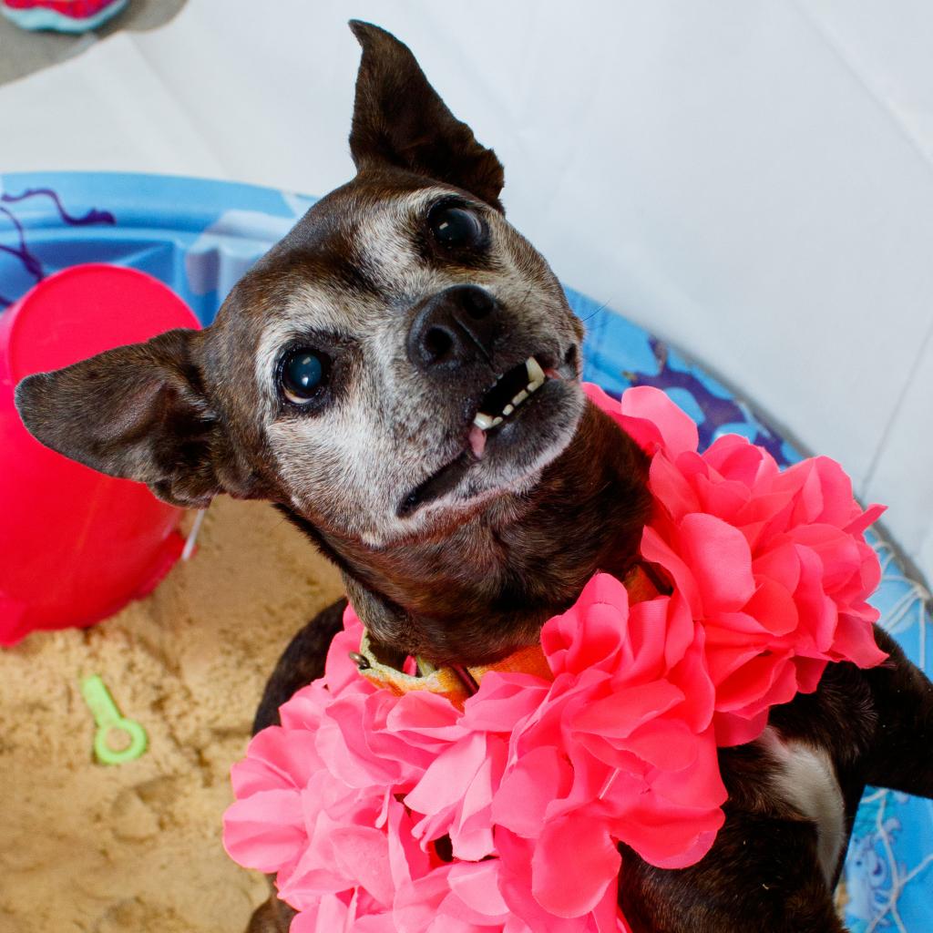 Humane Animal Partners tweet media