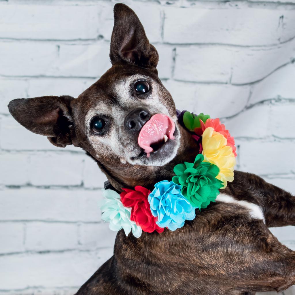 Humane Animal Partners tweet media