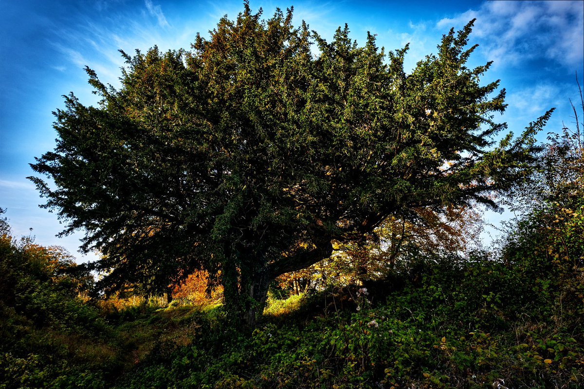 bensphotos2603's tweet photo. Tentacles
#fujifilm #fujifilm_xt3 #1024mm #Fuji #Tree #naturephotography #Landscapes #lansdcapephotography #fujifilm_xseries #danebury #daneburyhill #standingtree https://t.co/Q5bHuM77rY