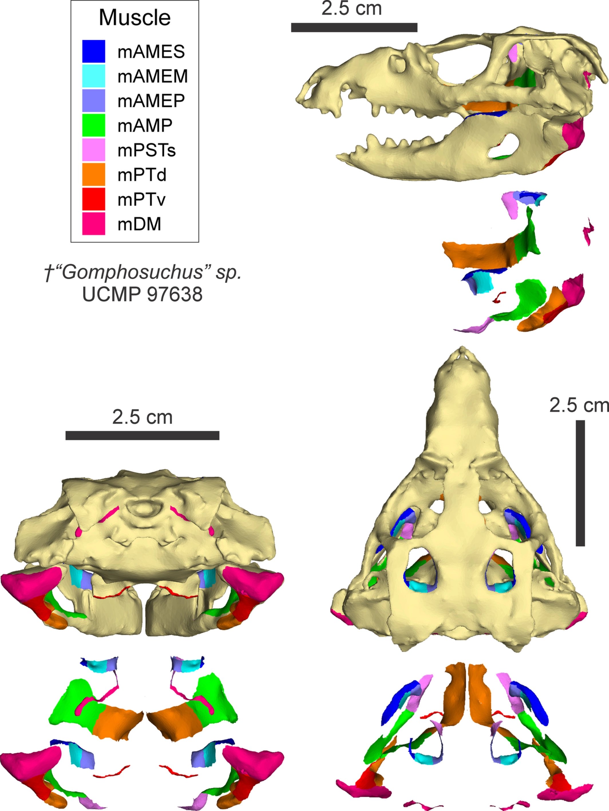 Dactylioceras on X Gomphosuchus wellesi the not formally described omnivorous hervi protosuchian Croc of the Kayenta Formation Originally Edentosuchus wellesi Is one of the 2 crocs of this type locall...