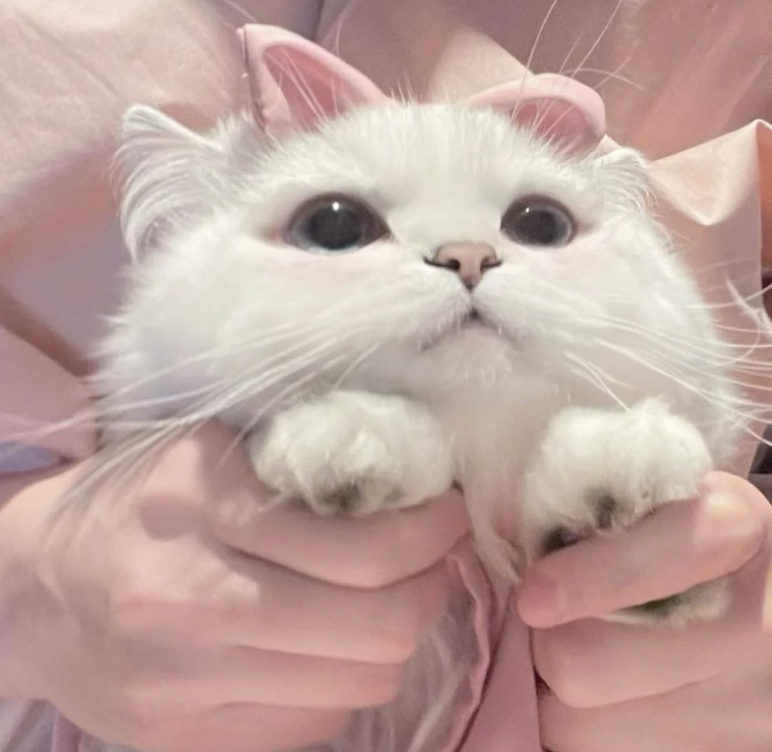 furuya แซนวิชแหมวจรจัดไทนี่ tweet media