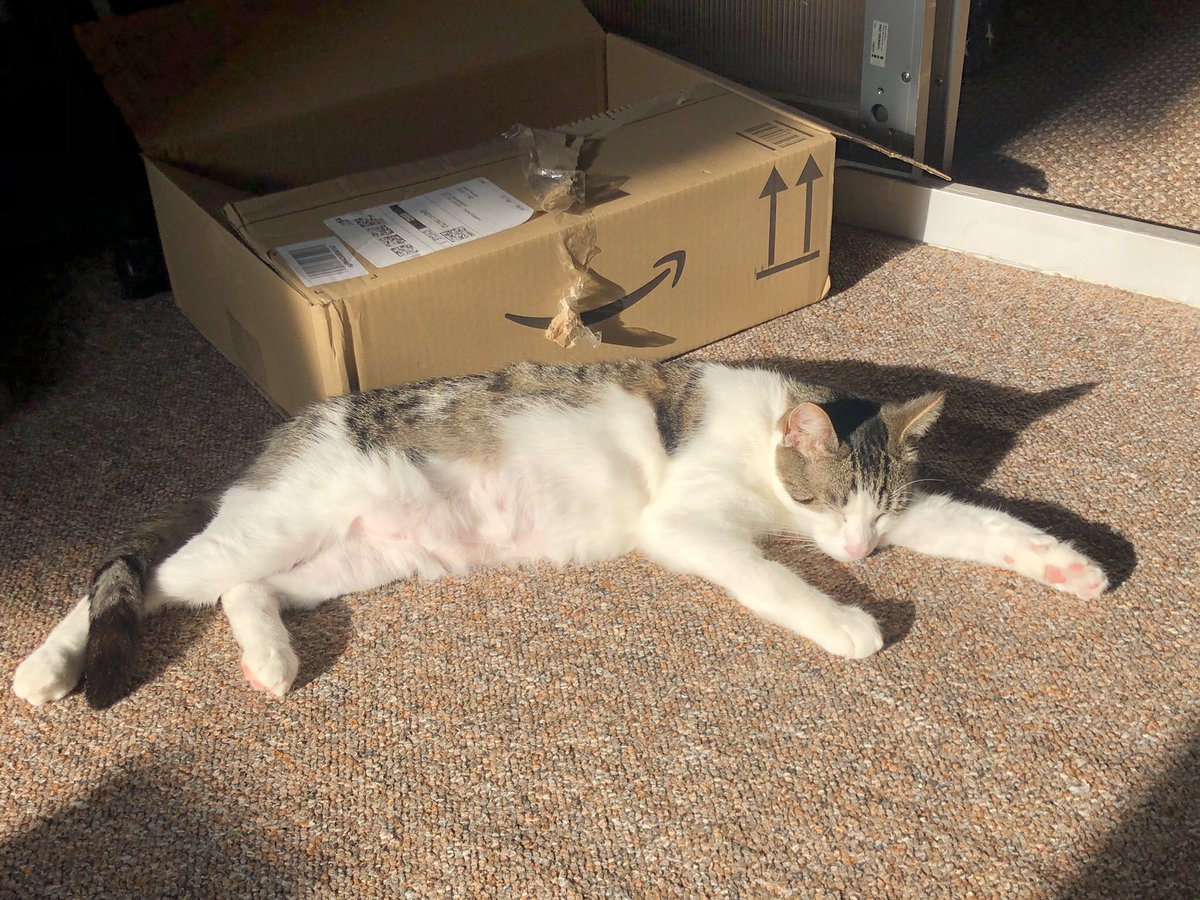 Fishmorgan's tweet photo. @CPBridgendAC I adopted Lyle (now renamed Aubergine) from you a month ago and it’s safe to say he’s made himself right at home 😊 thank you! https://t.co/VJTVDVqhzK