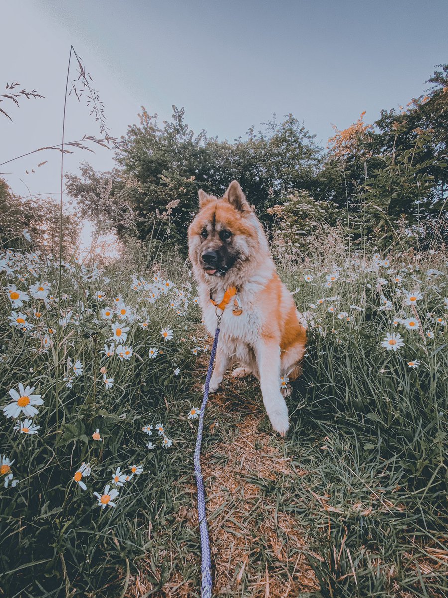 The best looking flower 🌻 

Or at least the floofiest one 😂

#Prettiest #Flowers #akitas #dog