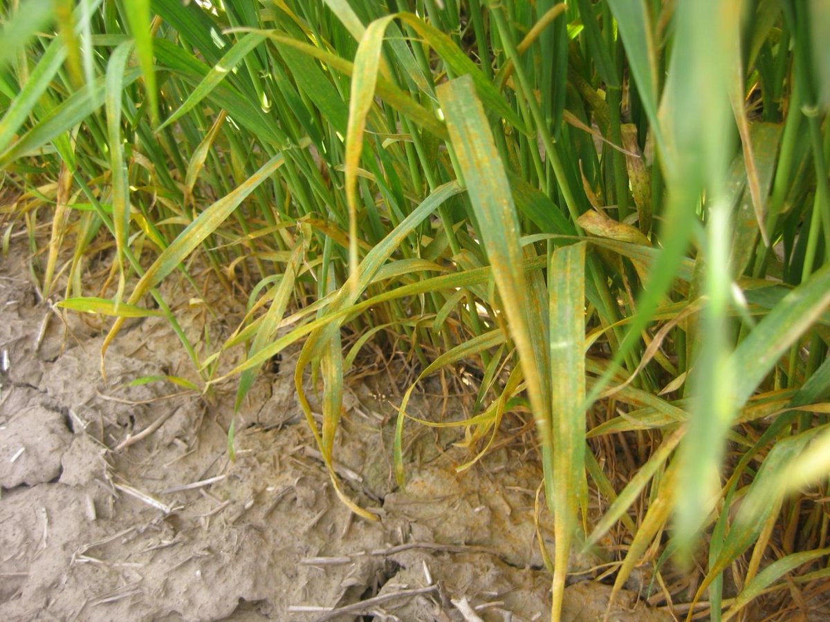 WSUSmallGrains's tweet image. Our latest #TimelyTopic is the latest #StripeRust update from @WSUWheatDoc and @WSUVarietyTest. This is an interesting year for stripe rust and we know if you grow wheat you&apos;ll want to check out this post, linked below 👇🌾 #GoCougs #WSU 
smallgrains.wsu.edu/latest-stripe-…