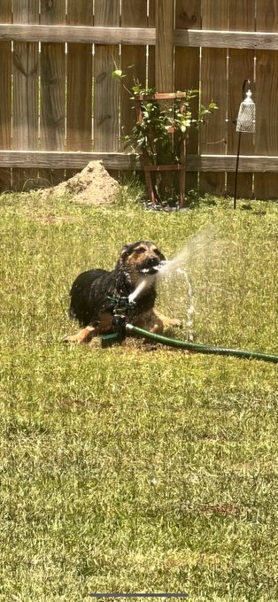Hooked up the sprinkler to babysit Ymir and I&mdash; https://t.co/3va8SsnRkO