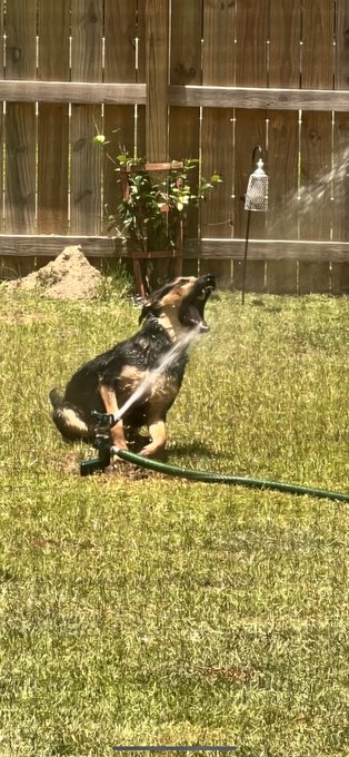 Hooked up the sprinkler to babysit Ymir and I&mdash; https://t.co/3va8SsnRkO