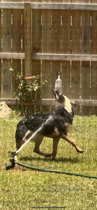 Hooked up the sprinkler to babysit Ymir and I&mdash; https://t.co/3va8SsnRkO