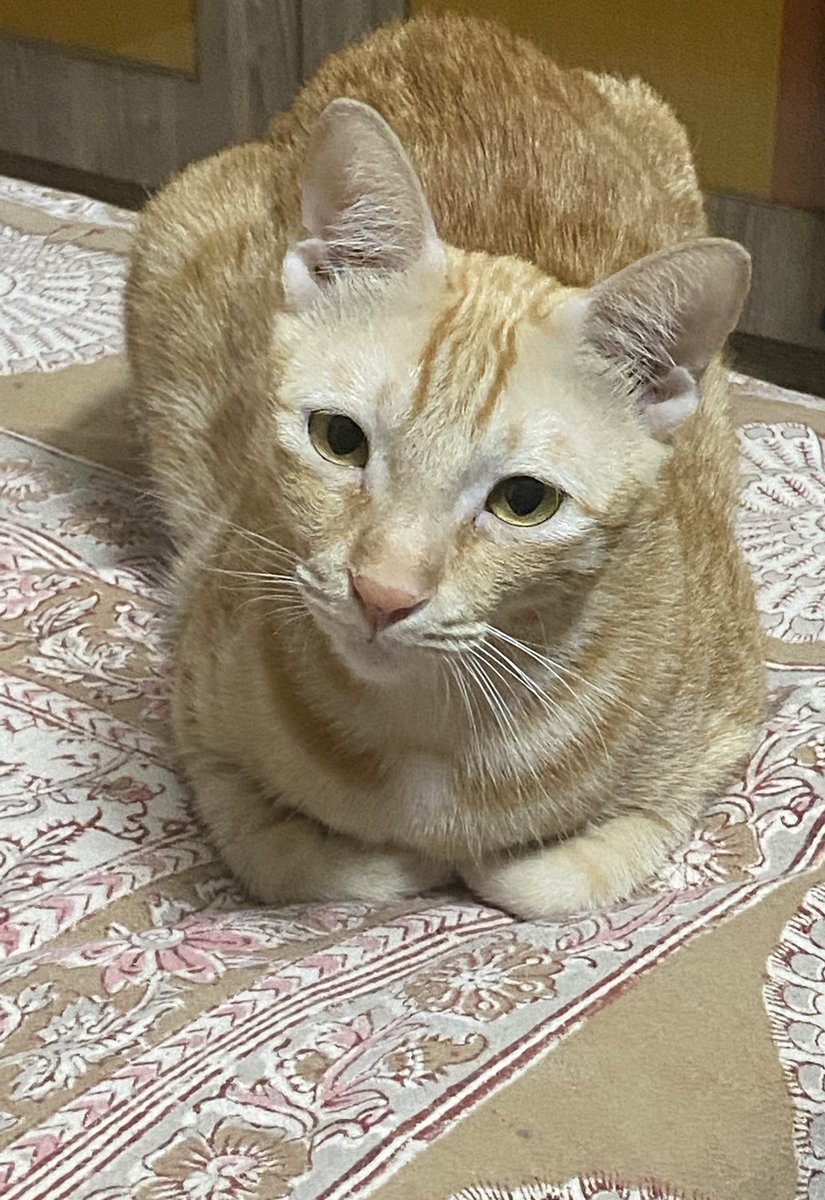 who_nisha's tweet photo. Bread loaf #RioVersion is battling sleep to just be w/ us 😁 #Pets #Cats #CatsOfTwitter #CatsOnTwitter #SleepyCat #BreadloafCat https://t.co/p87ezbRXyx
