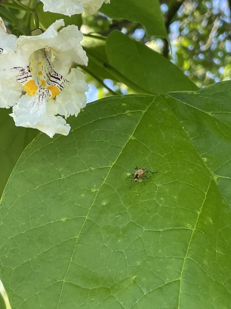 bugsofpa's tweet photo. They’re enjoying the end of spring https://t.co/fTwL5vKYzo