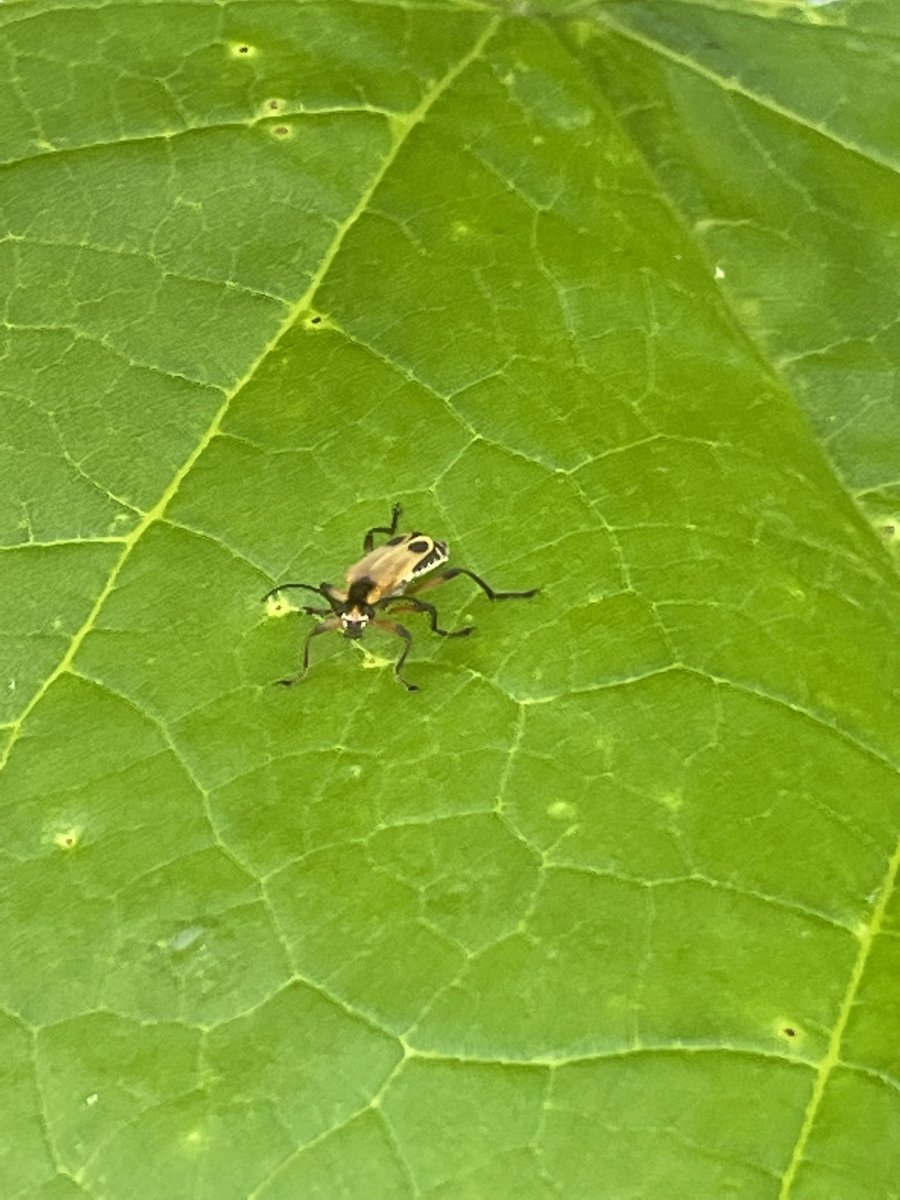 bugsofpa's tweet photo. They’re enjoying the end of spring https://t.co/fTwL5vKYzo