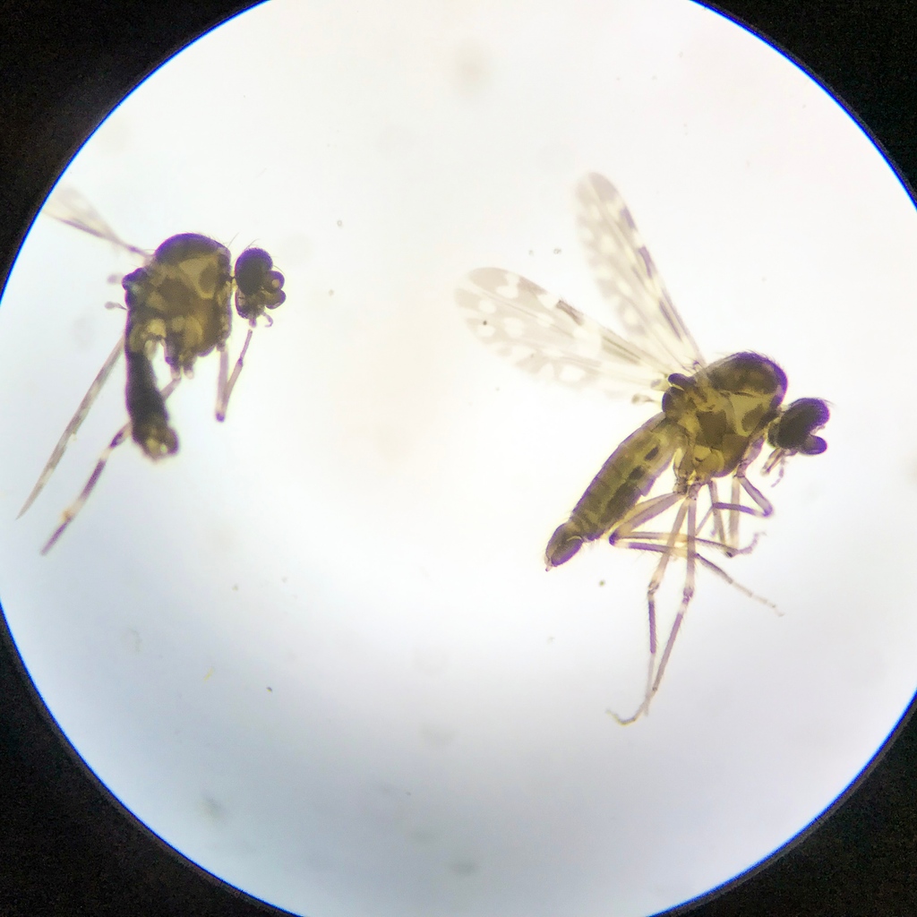 ArkAgResearch's tweet photo. Ark Ag Experiment Station entomologist @No_See_Em investigates neighborliness among bloodsuckers. Read more: https://t.co/8QHyG38SzS
@AginArk #SouthernAgResearch #noseeums #mosquitoes #bloodsuckers #bitingmidges #entomology #bitinginsects #biodiversity # https://t.co/sjiOoio2ML