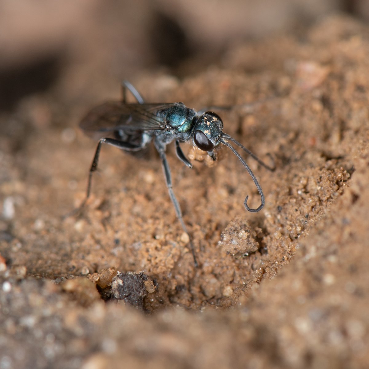 An Auplopus female gathers a clump of damp sand. Spider wasps in this genus construct mud nests, usuallly attached to an object. I am still looking for this wasp's nest — it may be underneath a rock. Stay tuned. #spiderwasps #beneficialinsects #wasplove