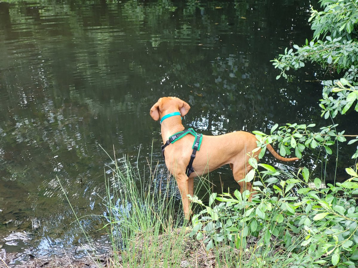 Mr_Fellblade's tweet photo. #doglets and hunting #ducklets (!) and fun playtime with Molly at @RareLtd in the sunshine today https://t.co/CXq9769FPd