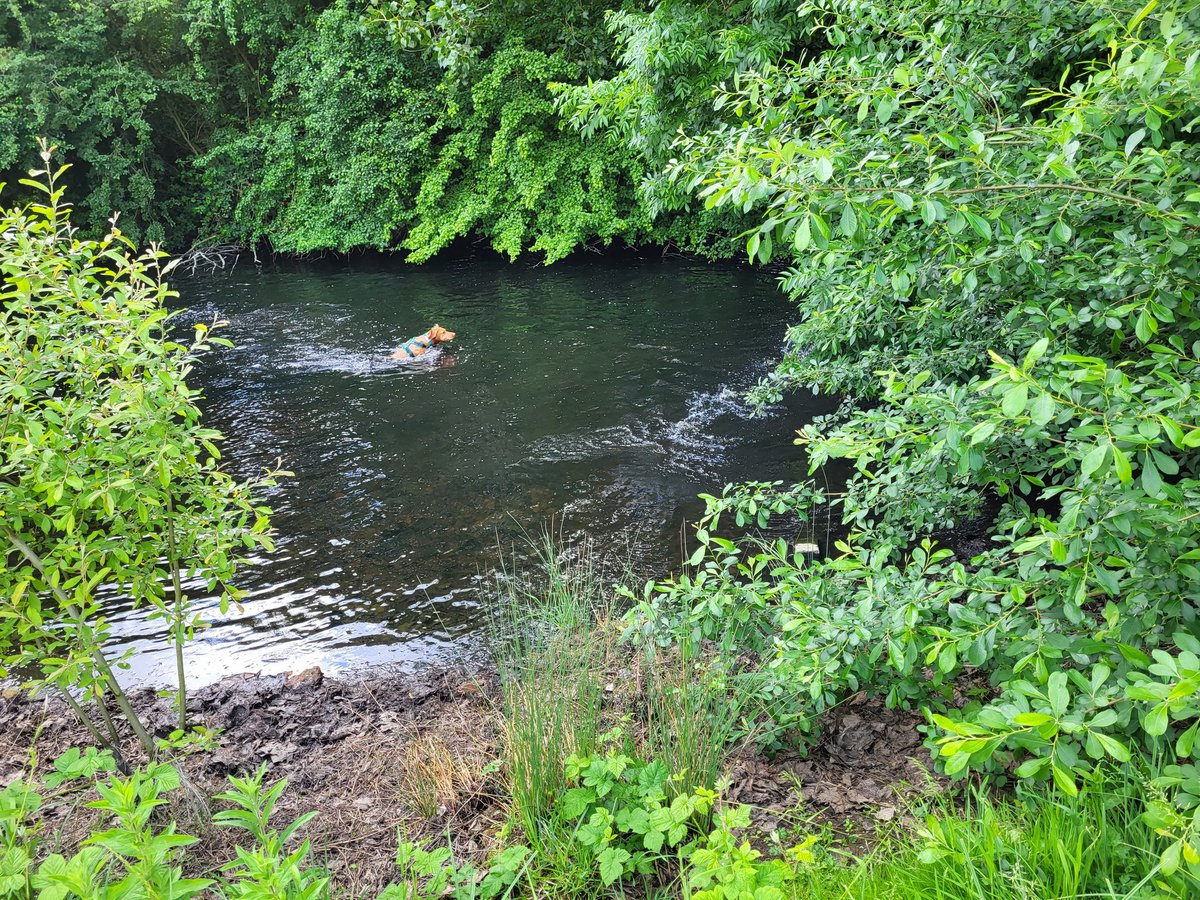 Mr_Fellblade's tweet photo. #doglets and hunting #ducklets (!) and fun playtime with Molly at @RareLtd in the sunshine today https://t.co/CXq9769FPd