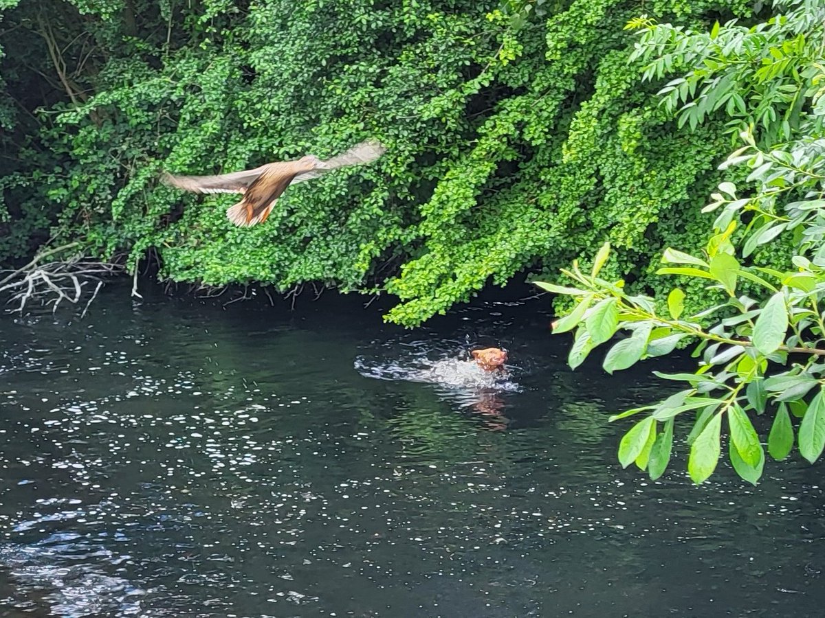 Mr_Fellblade's tweet photo. #doglets and hunting #ducklets (!) and fun playtime with Molly at @RareLtd in the sunshine today https://t.co/CXq9769FPd