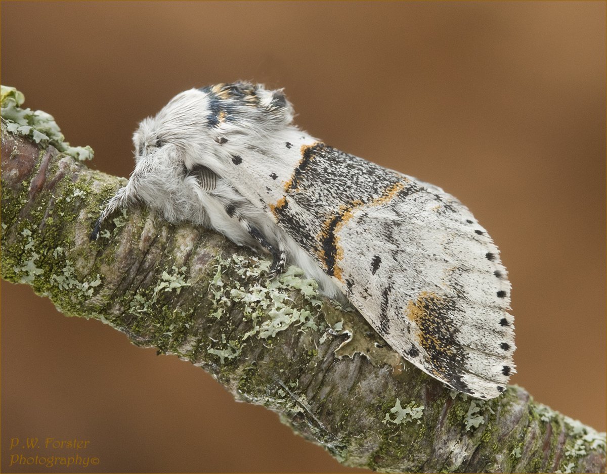 Sallow Kitten from last night 
@teesbirds1 @WhitbyNats @nybirdnews @WildlifeMag @YCNature @DurhamBirdClub @wildlife @ynuorg @savebutterflies @RoyEntSoc @northyorkmoors @BritishMoths
 @LepidopteraNews   #moths #Macro  
@RSPBSaltholme @TeesvalleyLNP #nodrivalpost