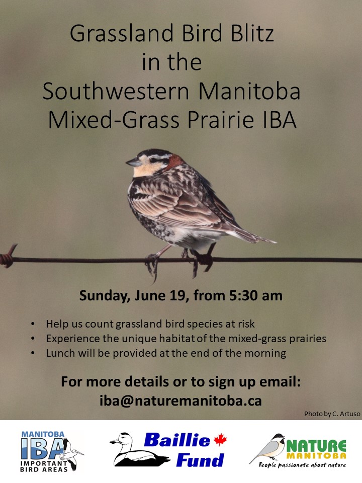 ManitobaIBA's tweet image. An exciting opportunity to contribute to our knowledge of bird species at risk in our mixed-grass prairie habitat! Join the Manitoba IBA for a Grassland Bird Blitz in southwestern Manitoba on June 19. Email iba@naturemanitoba.ca for more info.
