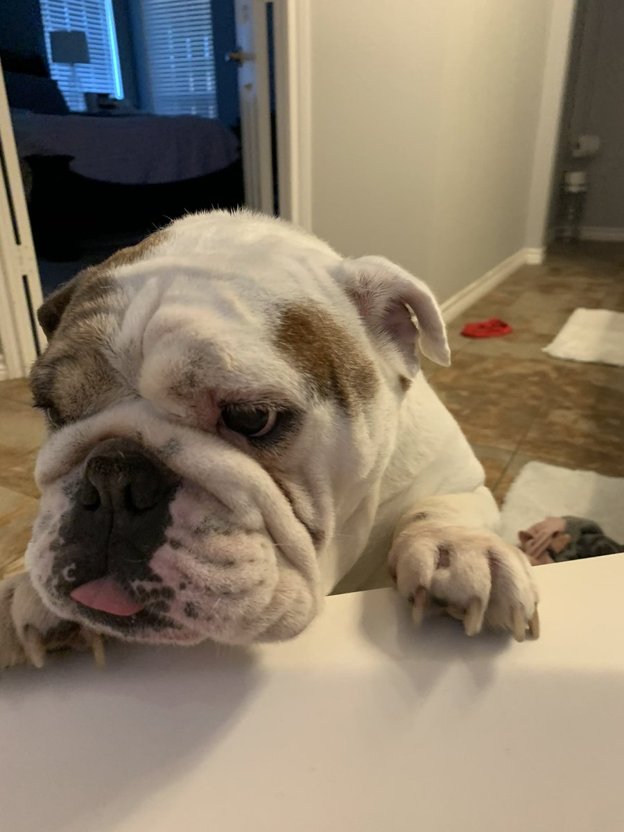 hot_fuckingmess's tweet photo. #DogsForChristen hereβs some Bub (English bulldog) and Boudreaux (bullmastiff) pics for ya. We love you Chris & are sending you all the love, healing, and prayers. π€πΈ https://t.co/7Njox2nSUE