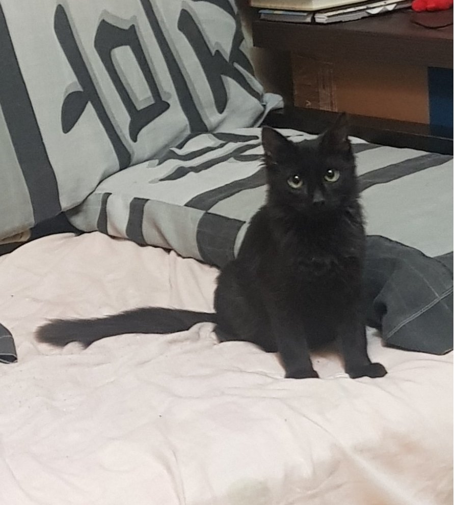 Chorra12's tweet image. DESCARGO CONTRA EL VETERINARIO SAN ANDRÉS (Estados Unidos 769) por lo ocurrido durante un control rutinario a mi gatito de 5 meses, el cual falleció por las razones que voy a explicar ahora: POR FAVOR LEER HASTA EL FINAL, ES IMPORTANTE POR EL BIEN DE TUS MASCOTAS