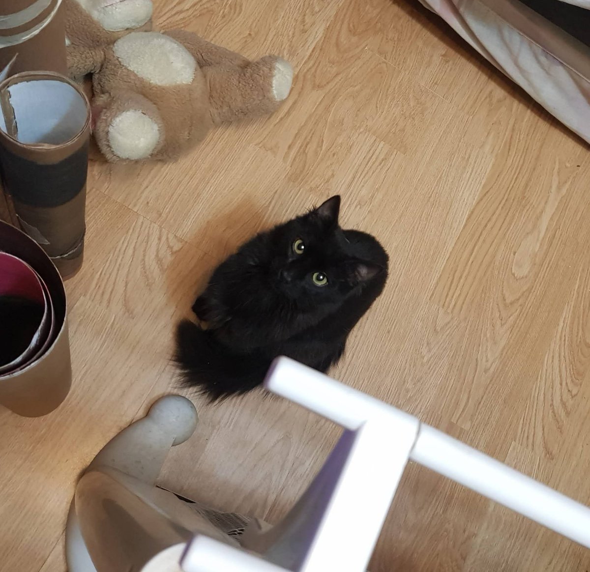 Chorra12's tweet image. DESCARGO CONTRA EL VETERINARIO SAN ANDRÉS (Estados Unidos 769) por lo ocurrido durante un control rutinario a mi gatito de 5 meses, el cual falleció por las razones que voy a explicar ahora: POR FAVOR LEER HASTA EL FINAL, ES IMPORTANTE POR EL BIEN DE TUS MASCOTAS