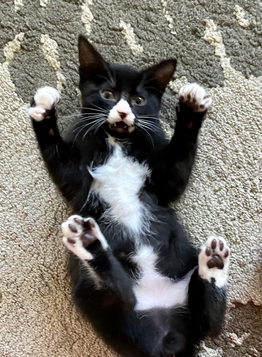 Foster_Fluff's tweet photo. #Gruene showing off his defensive moves. #kittens #CatsOfTwitter https://t.co/NehReTbEzz