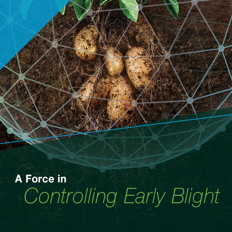 BayerCropProUS's tweet photo. #EarlyBlight thrives in wet conditions and can lead to smaller potatoes, lower dry matter content, and yield loss.
Learn more about creating a #ForceInTheField against it at https://t.co/pcWqztW5cC. ๐ฅ
#CropProtection https://t.co/e6RhhLWpBw