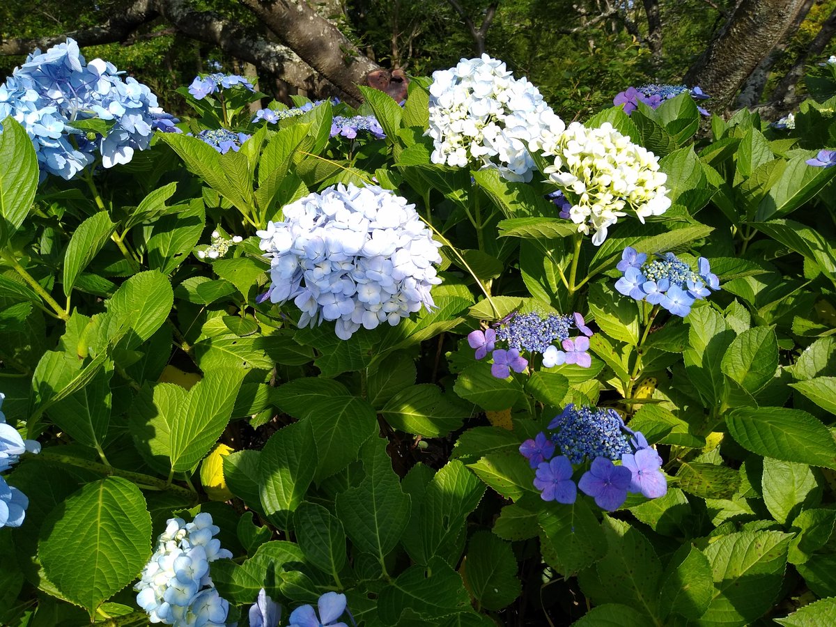 おはようございます😊

今が幸せだと思えば幸せな人生になる。
今が不幸だと思えば不幸な人生になる。
うまくいってると思えばうまくいく。
うまくいってないと思えばうまくいかない。
目の前の現実をどう捉えるかで人生は変わる。

今日も生きていることを楽しもう。
#おは戦40616jm🌴