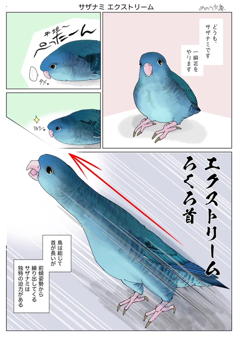 今日6月15日はオウムとインコの日!
やっぱりサザナミインコは可愛いそして鳥らしくない。
#サザナミインコ 
#キキさん漫画
#オウムとインコの日 