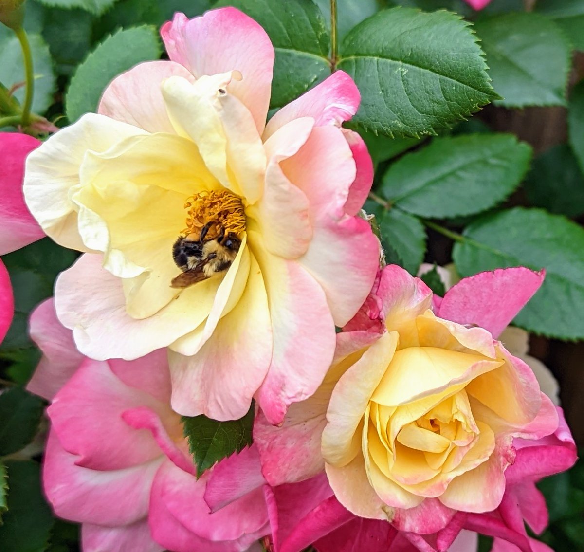 We could see record breaking heat Wed June 15.  The forecast high 32C, the record 32.3 set in 1943.  The last time it was even close to this warm was June 15, 2008 27.5C.  
Photo of the day-Gwen McNaughton-Bayne (Sarnia) <a href="/CTVLondon/">CTV London</a>