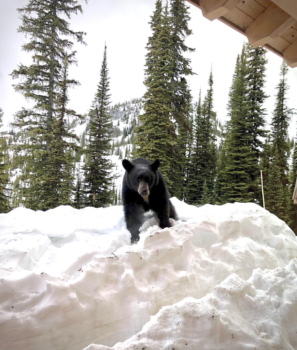 alpineclubcan's tweet photo. We had a big furry guest at Kokanee Glacier Cabin recently! Even though there's still a pile of snow out there, this close encounter was a good reminder that the bears are no longer hibernating. Be bear aware when you're out and take care of your surroundings. 🙂 https://t.co/1g3uQsAMud