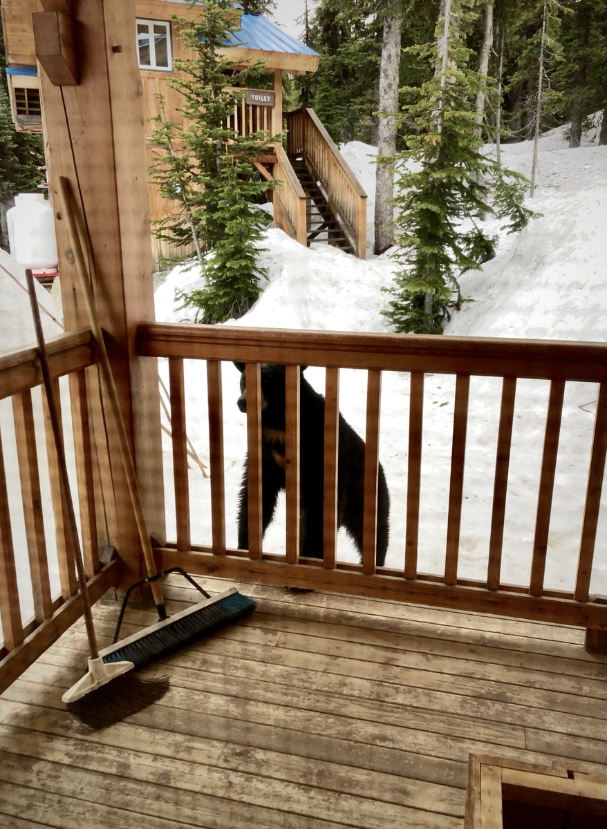 We had a big furry guest at Kokanee Glacier Cabin recently! Even though there's still a pile of snow out there, this close encounter was a good reminder that the bears are no longer hibernating. Be bear aware when you're out and take care of your surroundings. 🙂