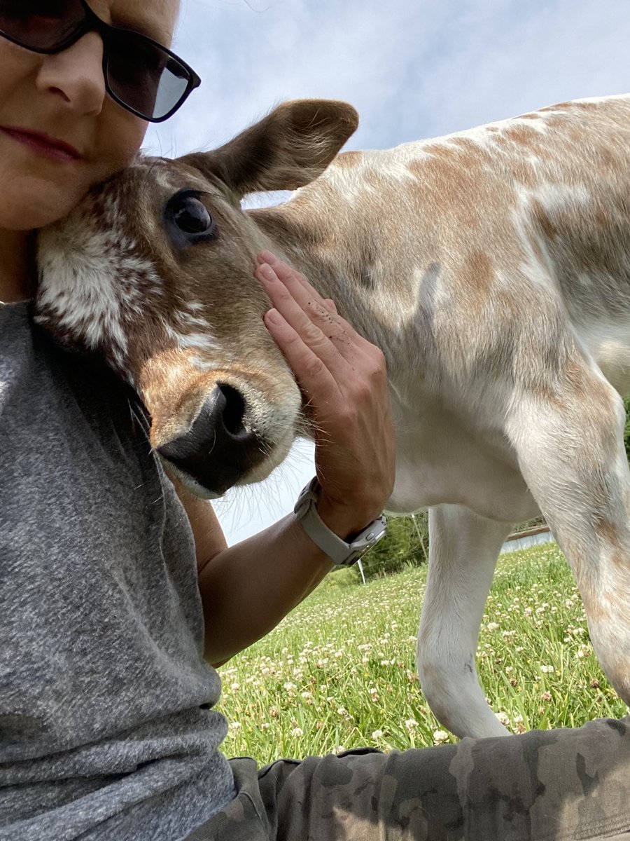 TNCowRescue's tweet photo. Our #minicalf, Sanjay, needs his own pasture here at our #animalrescue  in #TN. We never thought we’d have a mini but we do and he’s great! Could you help by #donating to his fence? Even $5 would be a big help for this little guy. 🐄💰
https://t.co/FhzWrsOVCR https://t.co/sEHJSSw7QC