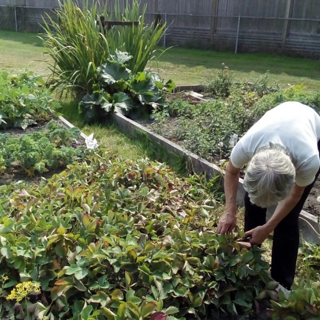 RFBSociety's tweet photo. Offering clients fresh produce is a priority at the Richmond Food Bank. Our garden program is made possible by Urban Bounty, West Coast Seeds, and our dedicated garden volunteers. Contact programs@richmondfoodbank.org to volunteer! #summer #volunteerappreciation #bcfoodbanks https://t.co/NUTymwLX3Y
