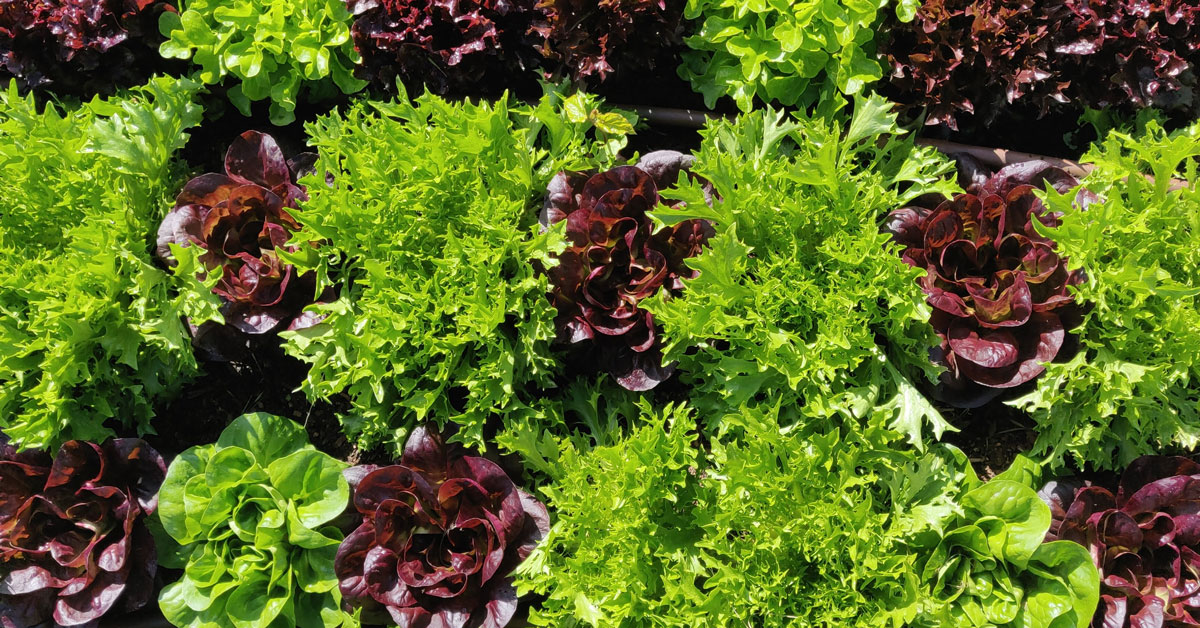 Last year we grew 260kg of lettuce and over 410kg of leafy greens and with a farm renewal, we could grow much more. 

We don't fancy swapping lettuce for cabbage, and with more locally-grown food – we won't have to.

ceresfarmrenewal.org.au